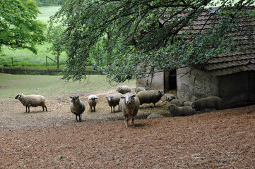 Obraz premium Schafe auf dem Gut Rettershof