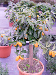 kumquat tree in a garden