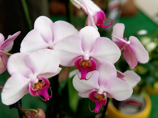 Close-up of beautiful vibrant pink orchid