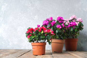 Houseplants. Beautiful azalea flowers in a flowerpots. Flower potting background with copy space. Red azalea and pink azalea.