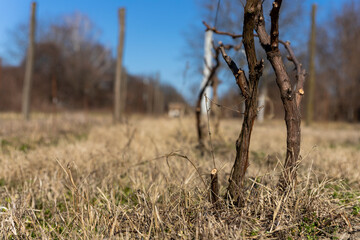 Vine branch in vineyard at the begning of the spring