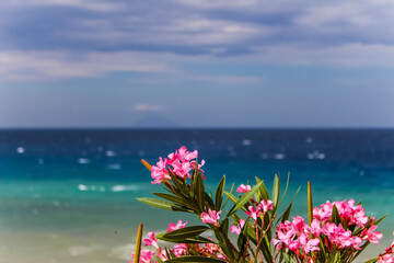 pink orleander flower in front of the ocean and blue sky in calabria