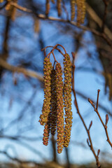 spring in the forest