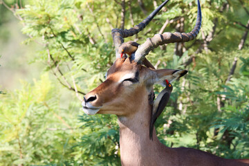 Kruger National Park: Impala ram attended by oxpeckers
