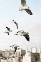 Vertical photo of seagulls flying above a city