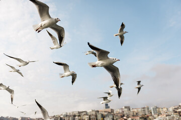 Fototapeta na wymiar Seagulls flying above a city
