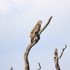 Fototapeta na wymiar Kruger National Park: Brown snake-eagle