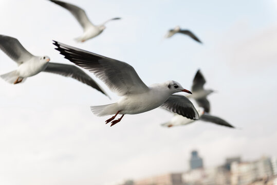 Selective focus in one seagull flying above a city