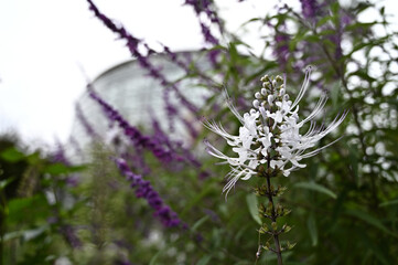 植物園の植物たち