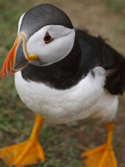 Puffin Skomer Island