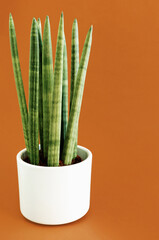 Sansevieria cylindrica on a brown background