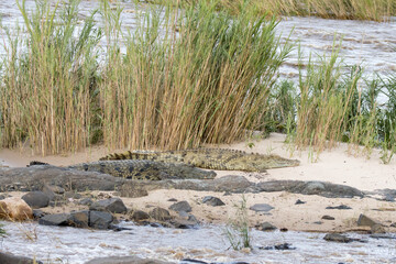 Fototapeta na wymiar Kruger National Park: Nile crocodiles sunning themselves on the banks of the Sabie River