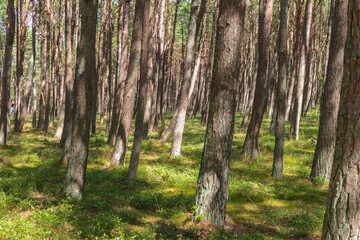 Pine trees in the forest on the Curonian Spit.