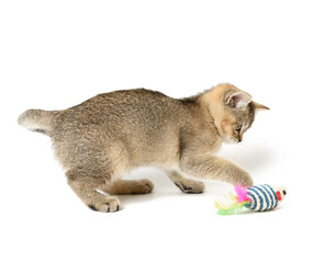 cute kitten Scottish golden chinchilla straight breed, cat playing on white background