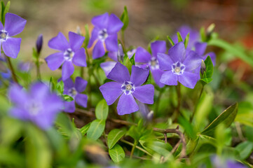 Fototapeta premium Vinca minor lesser periwinkle ornamental flowers in bloom, common periwinkle flowering plant, creeping flowers