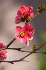 Chaenomeles japonica japanese maules quince flowering shrub, beautiful pink flowers in bloom on springtime branches