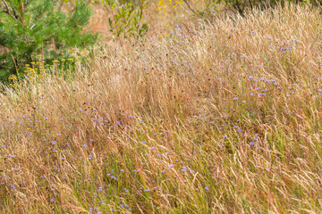 Plants and flowers on the Curonian Spit.