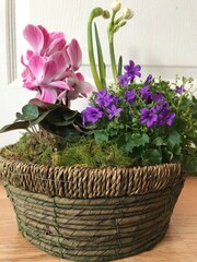 flower, plant, pot, flowers, garden, nature, pink, green, basket, isolated, gardening, blossom, spring, leaf, floral, white, flora, decoration, bouquet, bloom, colorful, flower pot, natural, beautiful