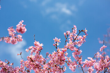 おかめ桜　青空