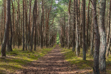 Pine trees in the forest on the Curonian Spit.
