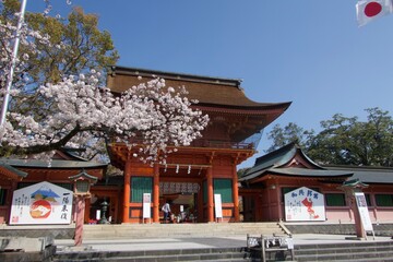 Obraz premium 桜と神社