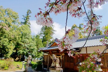 Fototapeta na wymiar 桜と神社