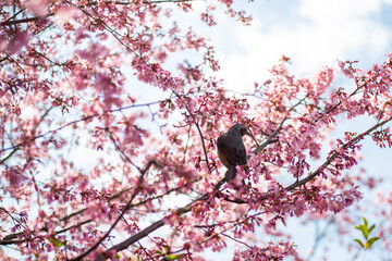 おかめ桜　鳥