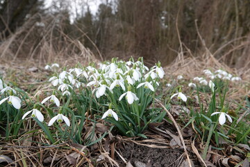 Schneeglöckchen / snowdrop