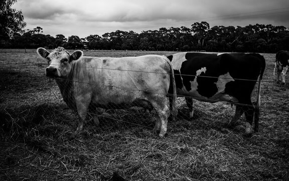 Black and white photo of cows