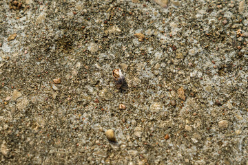 A Cancer hermit crab in a shell on beach. Tropical animal