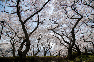 桜　宮城　利府