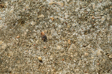 A Cancer hermit crab in a shell on beach. Tropical animal