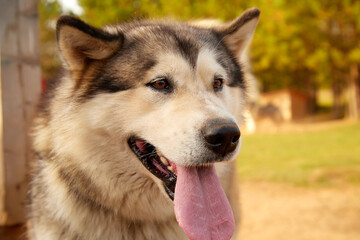 A purebred Siberian Husky dog outdoors in the nature on a sunny day