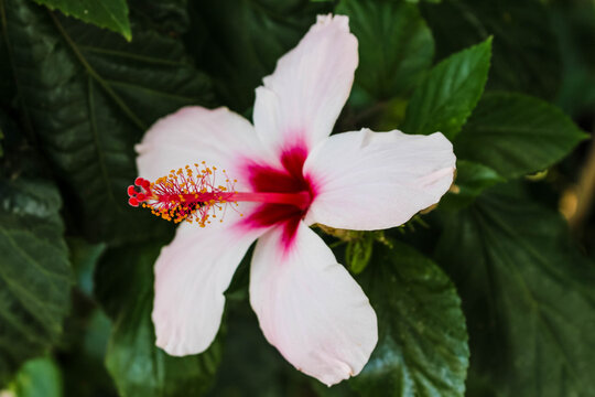 white and pink  hibiscus flower close up with dark green leaves