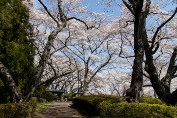 桜　宮城　利府