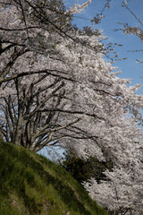 桜　宮城　利府