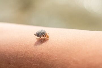 A Cancer hermit crab in a shell on hand. Tropical animal