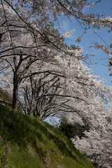 桜　宮城　利府
