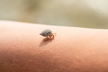 A Cancer hermit crab in a shell on hand. Tropical animal