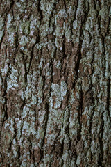 tree bark with moss and texture