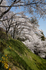 桜　宮城　利府