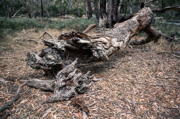 tree in the forest