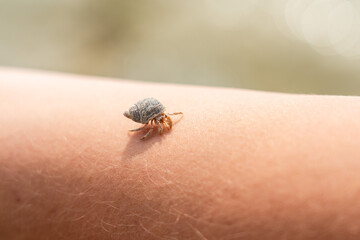 A Cancer hermit crab in a shell on hand. Tropical animal