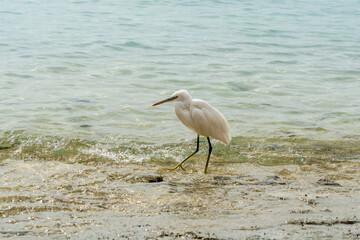 White egret walking on the seashore
