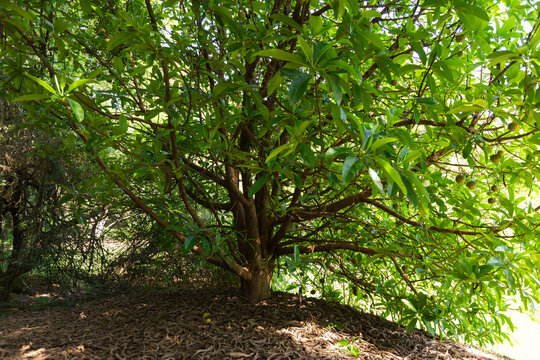 Elephant apple tree with various fruits, dry leaves on the ground