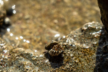 Two cancer hermit crabs mating on beach. Tropical animal