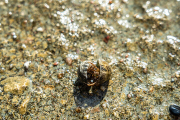 Two cancer hermit crabs mating on beach. Tropical animal