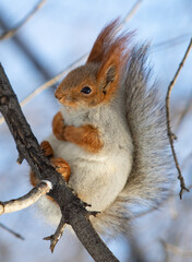 Naklejka na ściany i meble Red squirrel in winter forest