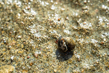 Two cancer hermit crabs mating on beach. Tropical animal