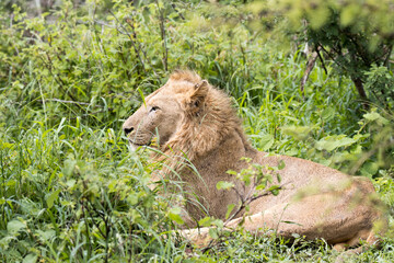 Kruger National Park:  male lion lying in lush summer growth